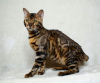 Zdjęcie №2 do zapowiedźy № 9173 na sprzedaż  kot bengalski - wkupić się Federacja Rosyjska od żłobka