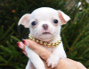 Dodatkowe zdjęcia: Chłopiec Chihuahua biało-kremowy