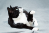 Zdjęcie №3. Urocza czarno-biała kotka Mila z serduszkiem na łapce szuka najbardziej. Federacja Rosyjska