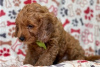 Zdjęcie №3. Piękne szczenięta Cavapoo Do bezpłatnej adopcji. Niemcy