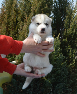 Dodatkowe zdjęcia: Szczeniakom Siberian Husky oferuje się rezerwację