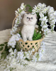 Zdjęcie №4. Sprzedam kot brytyjski długowłosy w Штутгарт. prywatne ogłoszenie, hodowca - cena - negocjowane