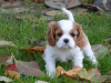 Zdjęcie №1. cavalier king charles spaniel - na sprzedaż w Frýdek-Místek | negocjowane | Zapowiedź №96497