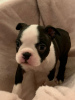 Zdjęcie №3. Urocze szczenięta Boston Terrier do bezpłatnej adopcji. Niemcy