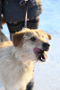 Zdjęcie №1. pies nierasowy - na sprzedaż w Краснокамск | Bezpłatny | Zapowiedź №9012