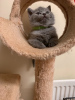 Zdjęcie №1. kot brytyjski krótkowłosy - na sprzedaż w Sydnej | 1386zł | Zapowiedź № 100532