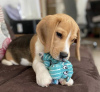 Zdjęcie №1. beagle (rasa psa) - na sprzedaż w Bremen | 1591zł | Zapowiedź №97037