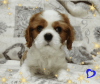 Zdjęcie №3. Obiecujący chłopiec Cavalier King Charles Spaniel. Białoruś