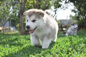 Zdjęcie №1. alaskan malamute - na sprzedaż w Charków | 2559zł | Zapowiedź №2980