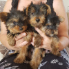 Zdjęcie №3. Szczeniak Yorkshire Terrier Filiżanka do bezpłatnej adopcji. Niemcy