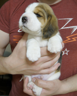 Zdjęcie №1. beagle (rasa psa) - na sprzedaż w Lipieck | Negocjowane | Zapowiedź №1966
