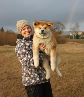 Zdjęcie №2 do zapowiedźy № 5441 na sprzedaż  akita (rasa psa) - wkupić się Białoruś hodowca