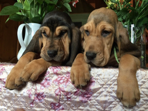Dodatkowe zdjęcia: Dwie piękne dziewczyny bloodhound na sprzedaż