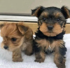 Zdjęcie №1. yorkshire terrier - na sprzedaż w Helsinki | 1465zł | Zapowiedź №117308