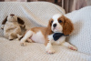 Dodatkowe zdjęcia: Szczenięta Cavalier King Charles Spaniel