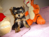 Zdjęcie №1. yorkshire terrier - na sprzedaż w Kolonia | Bezpłatny | Zapowiedź №95098