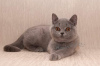 Zdjęcie №1. kot brytyjski krótkowłosy - na sprzedaż w Folegandros | 1465zł | Zapowiedź № 65080