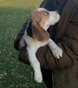 Zdjęcie №2 do zapowiedźy № 23737 na sprzedaż  beagle (rasa psa) - wkupić się Niemcy 