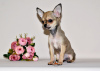 Dodatkowe zdjęcia: Niezwykle piękne maleństwo o wyrazistym spojrzeniu. Chłopiec Chihuahua.