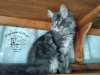 Dodatkowe zdjęcia: Kocięta Maine Coon
