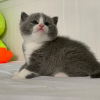 Zdjęcie №2 do zapowiedźy № 43791 na sprzedaż  kot brytyjski krótkowłosy - wkupić się USA prywatne ogłoszenie