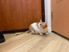 Dodatkowe zdjęcia: Cudowna ruda kotka Bonechka szuka domu i kochającej rodziny!