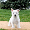 Zdjęcie №1. west highland white terrier - na sprzedaż w Bruksela | negocjowane | Zapowiedź №76845