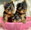 Zdjęcie №1. yorkshire terrier - na sprzedaż w Франкфурт-на-Майне | negocjowane | Zapowiedź №73995