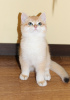 Zdjęcie №1. kot brytyjski krótkowłosy - na sprzedaż w Nowy Jork | 9903zł | Zapowiedź № 77686