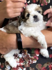 Zdjęcie №3. Urocze szczenięta Shih Tzu do bezpłatnej adopcji. Niemcy