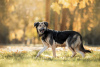 Zdjęcie №2 do zapowiedźy № 24548 na sprzedaż  pies nierasowy - wkupić się Federacja Rosyjska prywatne ogłoszenie