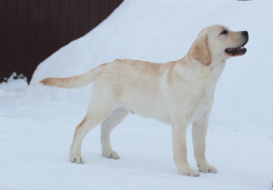 Zdjęcie №2 do zapowiedźy № 1758 na sprzedaż  labrador retriever - wkupić się Federacja Rosyjska od żłobka