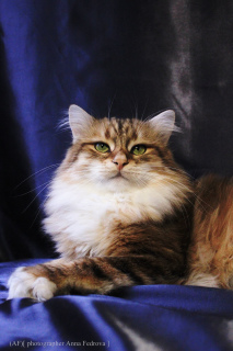 Zdjęcie №2 do zapowiedźy № 4097 na sprzedaż  kot syberyjski - wkupić się Federacja Rosyjska od żłobka