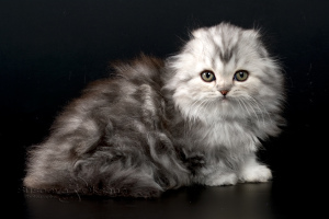 Dodatkowe zdjęcia: Kocięta szkockie - chłopiec ze srebrnego marmuru