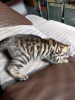 Zdjęcie №2 do zapowiedźy № 64638 na sprzedaż  kot bengalski - wkupić się Niemcy prywatne ogłoszenie, od żłobka