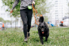 Zdjęcie №1. pies nierasowy - na sprzedaż w Москва | Bezpłatny | Zapowiedź №70791