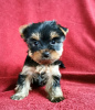 Zdjęcie №1. yorkshire terrier - na sprzedaż w Салоники | 1188zł | Zapowiedź №123402