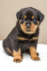 Zdjęcie №1. rottweiler - na sprzedaż w Praga | negocjowane | Zapowiedź №109963