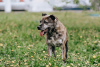 Zdjęcie №2 do zapowiedźy № 70989 na sprzedaż  pies nierasowy - wkupić się Federacja Rosyjska prywatne ogłoszenie
