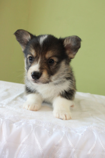 Zdjęcie №3. Welsh Corgi Pembroke. Federacja Rosyjska