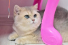 Zdjęcie №4. Sprzedam kot brytyjski krótkowłosy w Dnipro. od żłobka, hodowca - cena - 3961zł