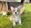 Zdjęcie №2 do zapowiedźy № 86785 na sprzedaż  welsh corgi - wkupić się Australia prywatne ogłoszenie