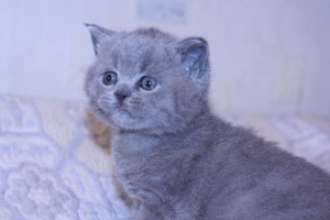 Dodatkowe zdjęcia: Kot brytyjski niebieski