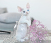 Zdjęcie №3. Samica Devon Rex różne oczy. Holandia