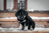 Dodatkowe zdjęcia: Hodowla szczeniąt Khotosho (Buryat Dog) Heritage of Buriatia