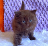 Zdjęcie №1. kot brytyjski krótkowłosy - na sprzedaż w Cape Coral | 1030zł | Zapowiedź № 83695