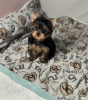 Zdjęcie №1. yorkshire terrier - na sprzedaż w Budapest | negocjowane | Zapowiedź №110162