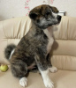 Zdjęcie №2 do zapowiedźy № 13109 na sprzedaż  akita (rasa psa) - wkupić się Federacja Rosyjska prywatne ogłoszenie, hodowca