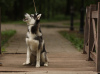 Zdjęcie №3. Szczenięta husky syberyjskie. Federacja Rosyjska