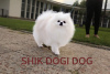 Dodatkowe zdjęcia: Oficjalna hodowla psów Chic Dogi